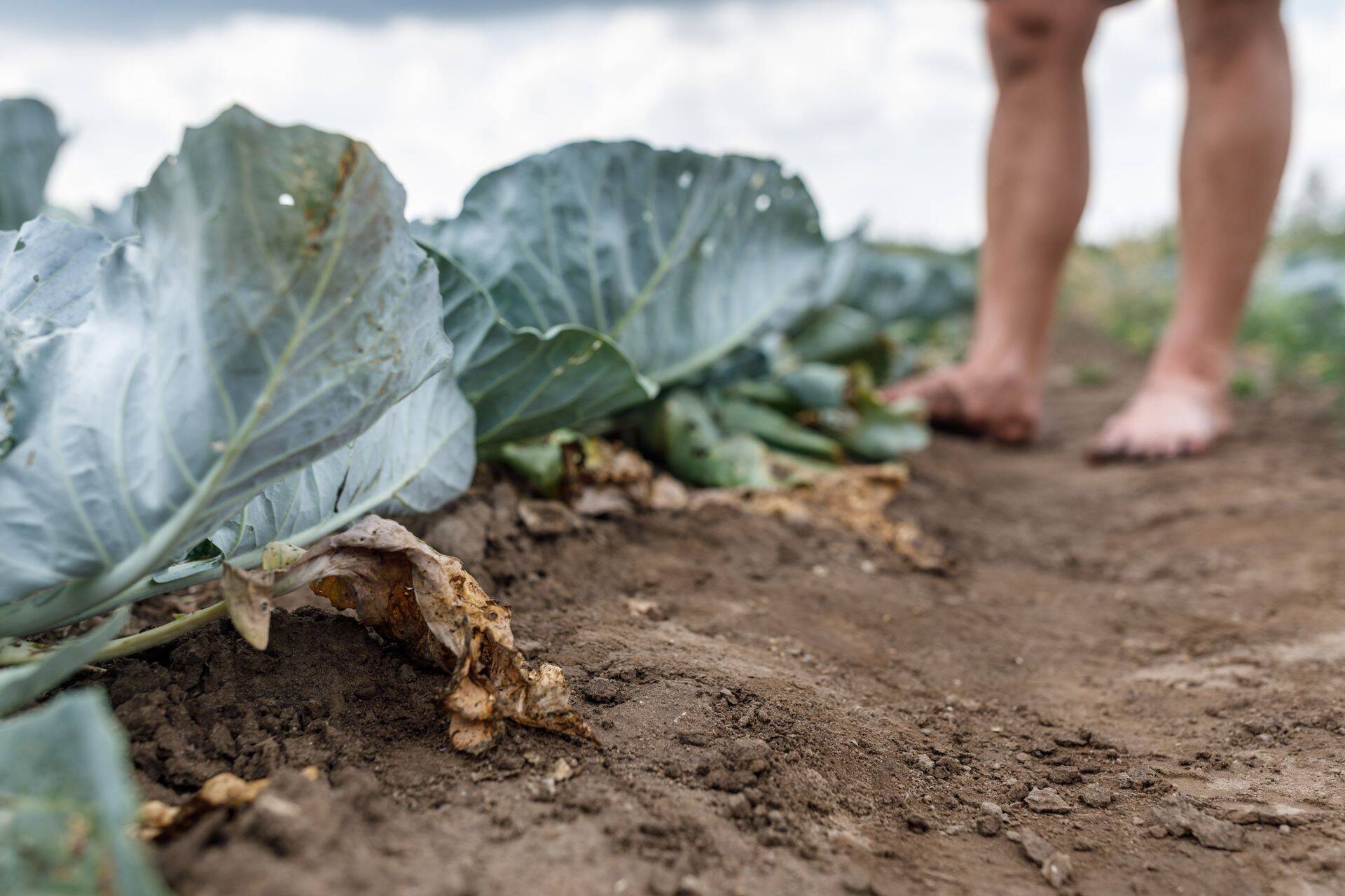 Saates "Äripäev eetris" üritasime aru saada sellest, miks tegi valitsus põllumajandusele võõrtööjõu puhul erandi, kuid mitte tööstusele.