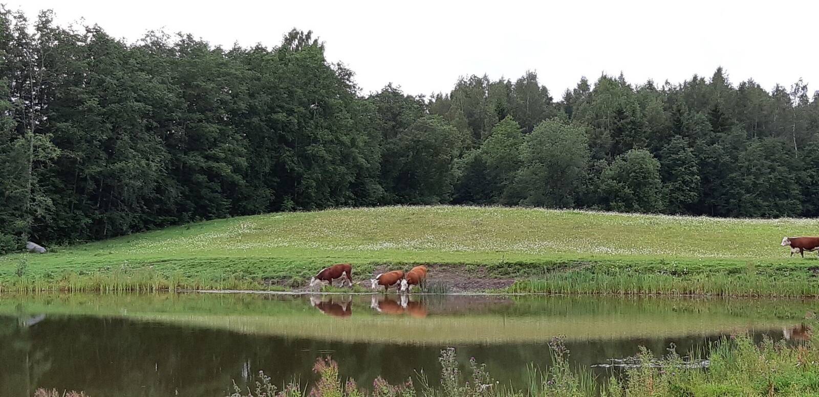 Lihaveised Margus Linnamäele kuuluvas Tsura talus.