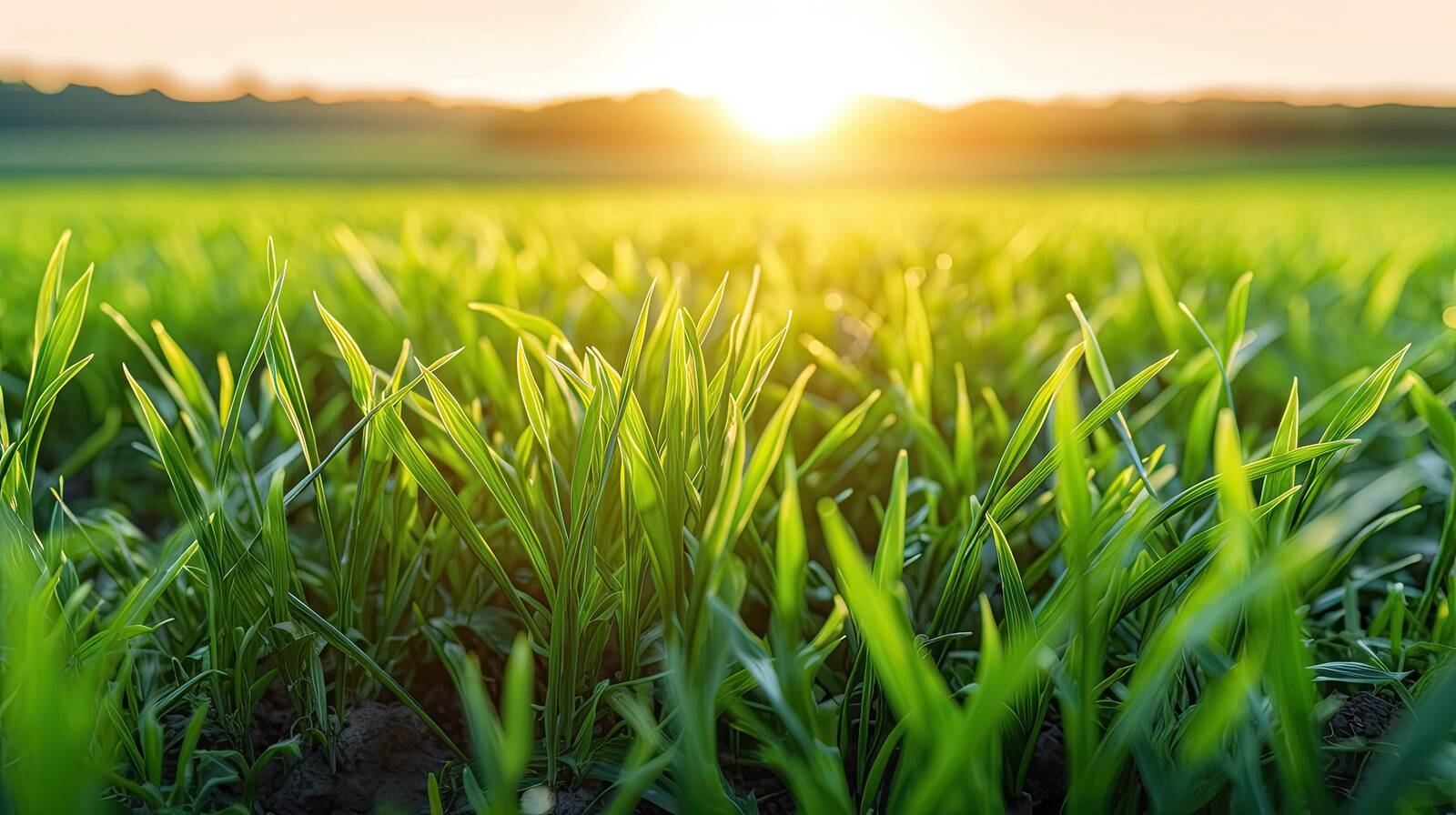 Andke sügisel rapsile ja teraviljale rohkem jõudu!