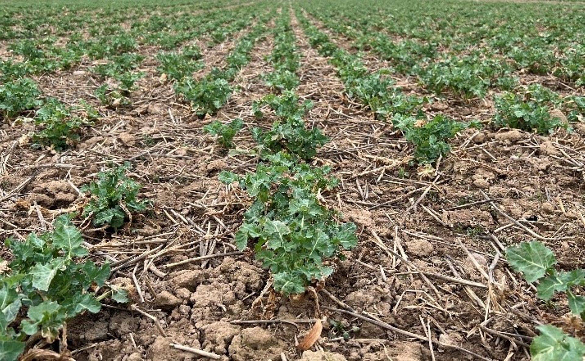 Foto: Diana Peedel Corteva