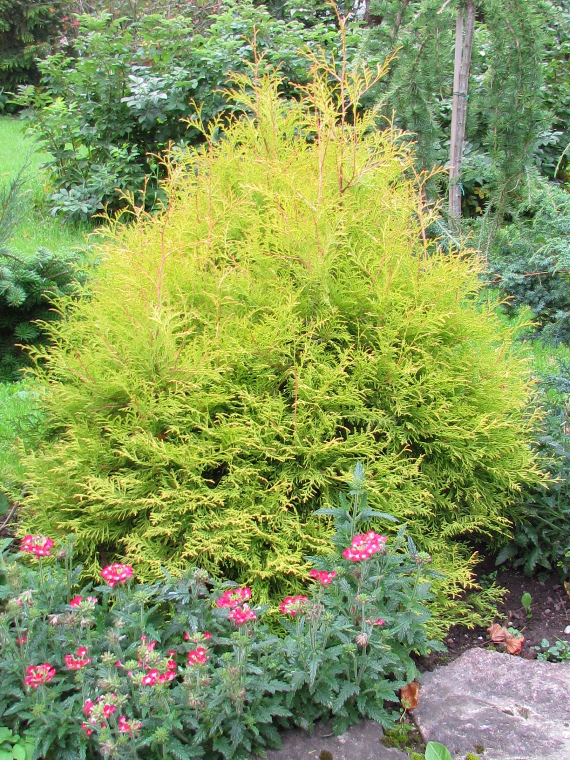 Istikuäridel mugavuskliendid