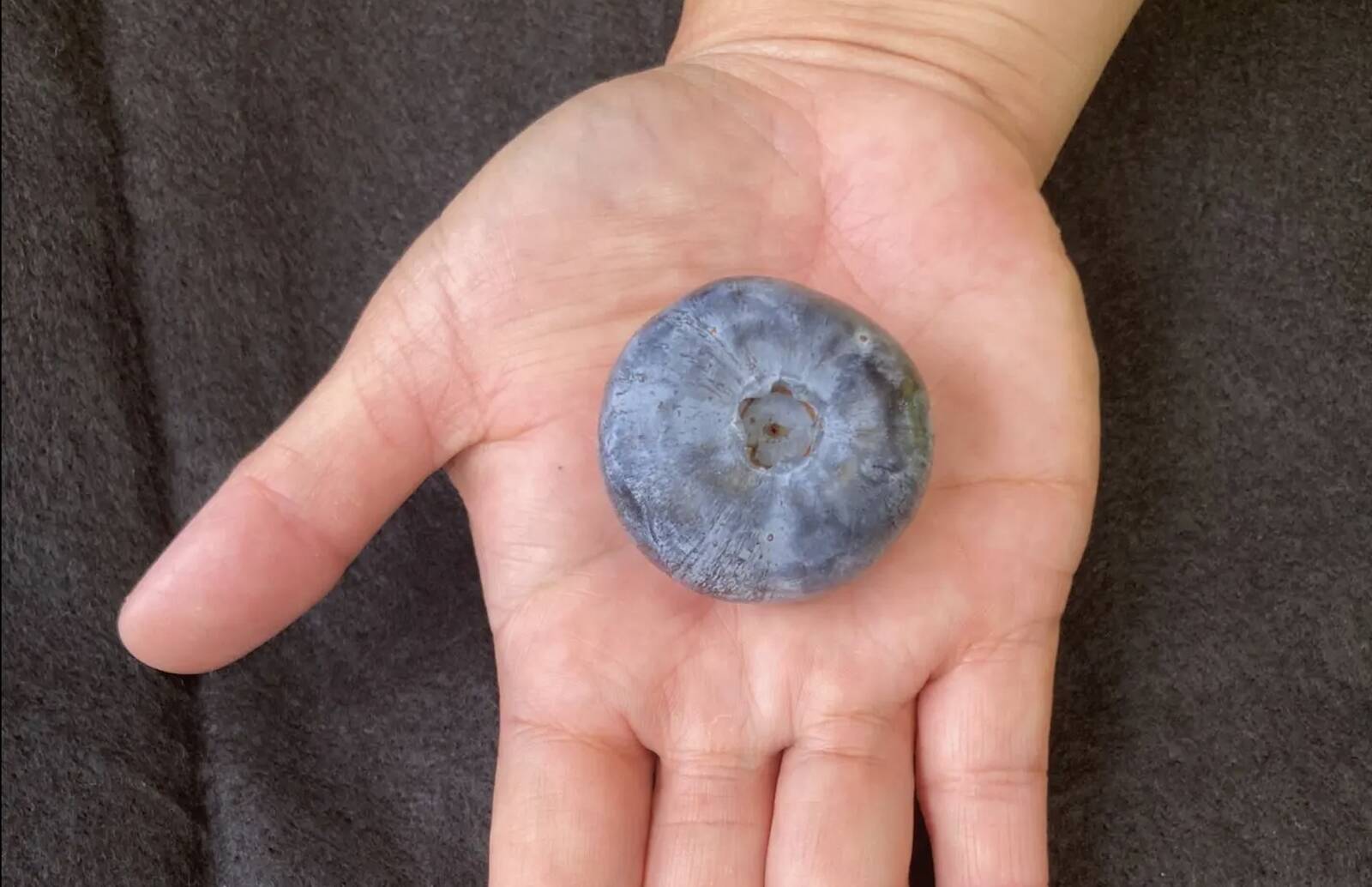 Austraalia suur aiandusettevõte teatas, et on korjanud oma mustikataimedelt hiiglasliku mustika. Ka muidu on Eterna sordi mustikad keskmisest suuremad.