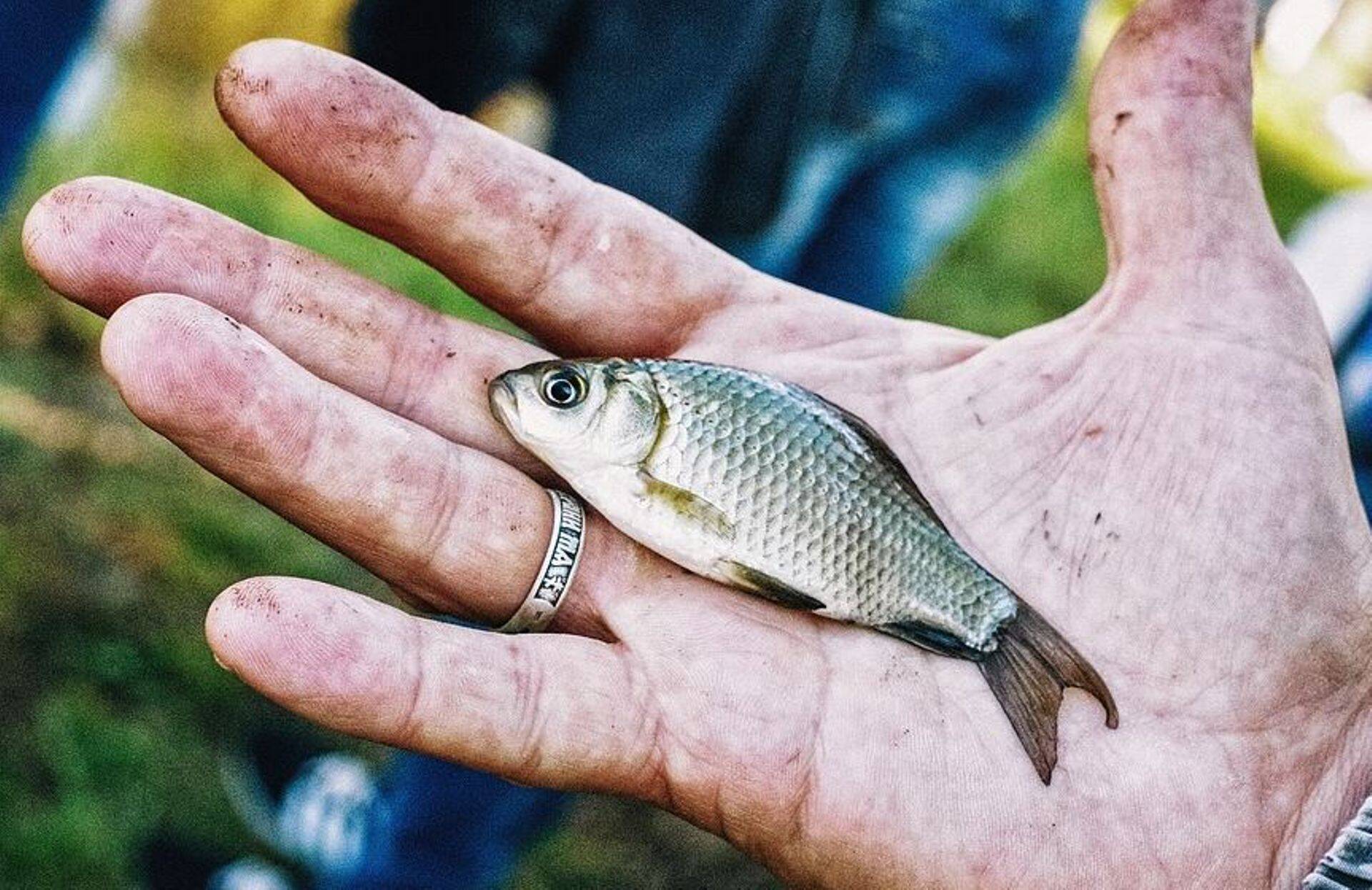 Eurorahaga toidetud kalakasvandused kiduvad