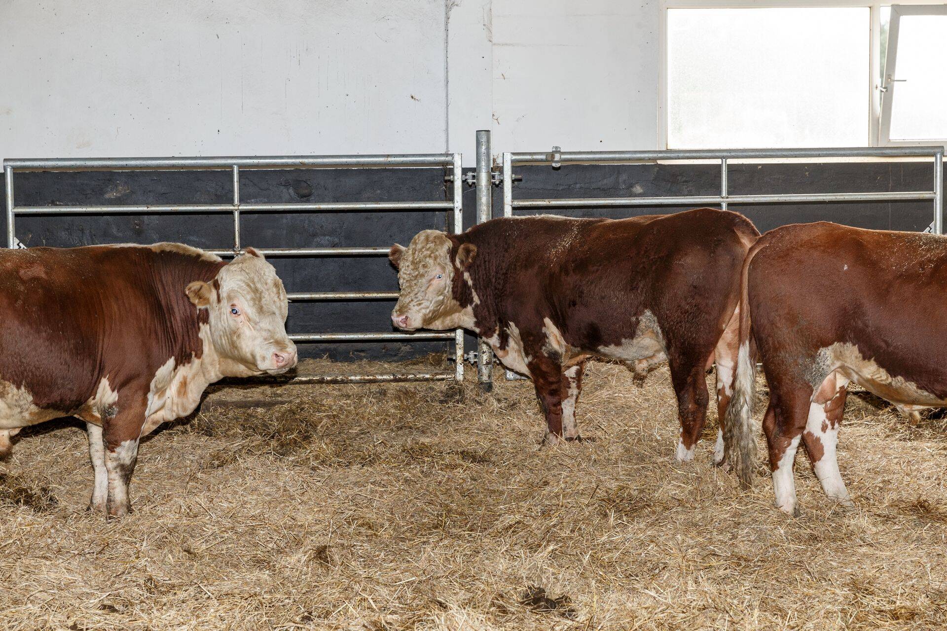 Veised (pilt on illustratiivne).