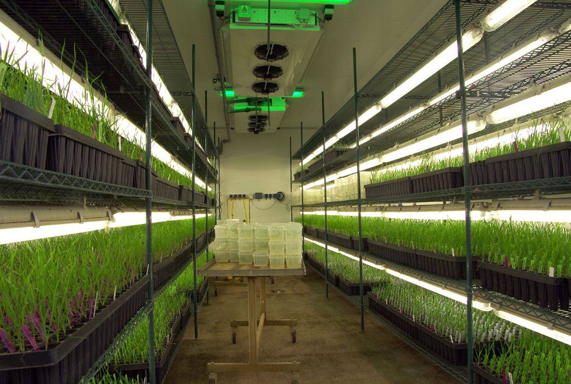 Syngenta aretuskeskus kus tegeletakse uute sortide aretusega.