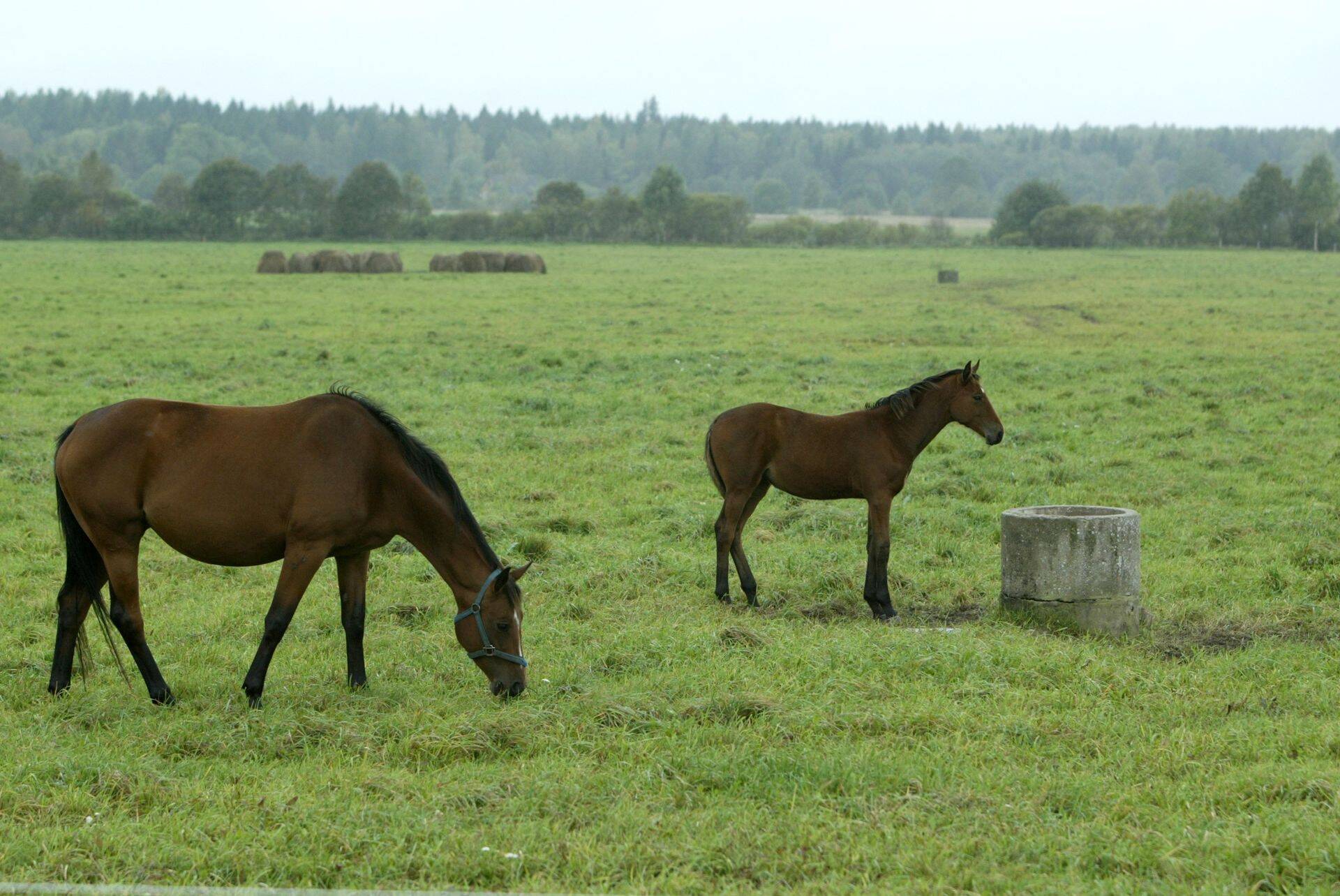 Näitena võib tuua hobused, keda ohustavad sellised haigused nagu hobuste gripp, hobuste rinopneumoonia/herpesviirus ning teetanus.