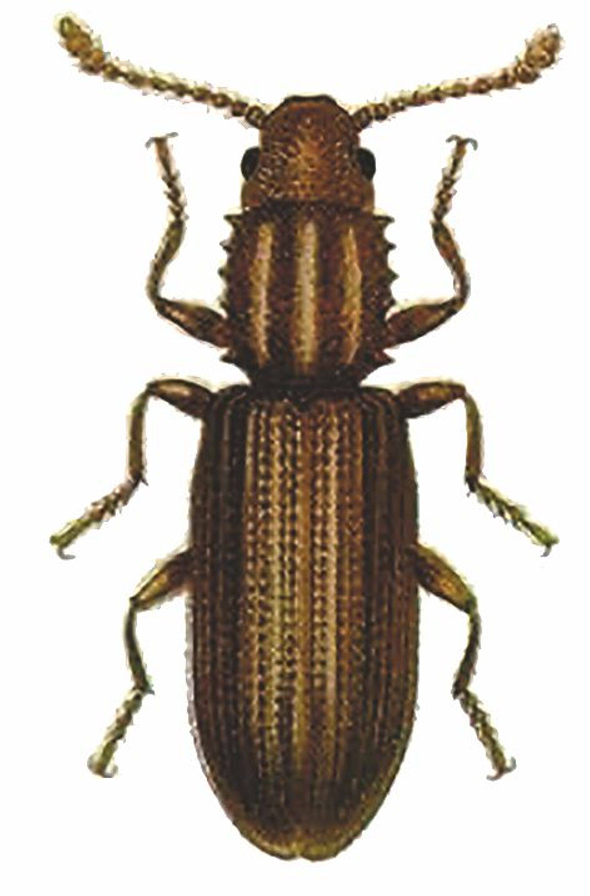 Aidalamesklane ehk viljalamesklane (Oryzaephilus surinamensis)