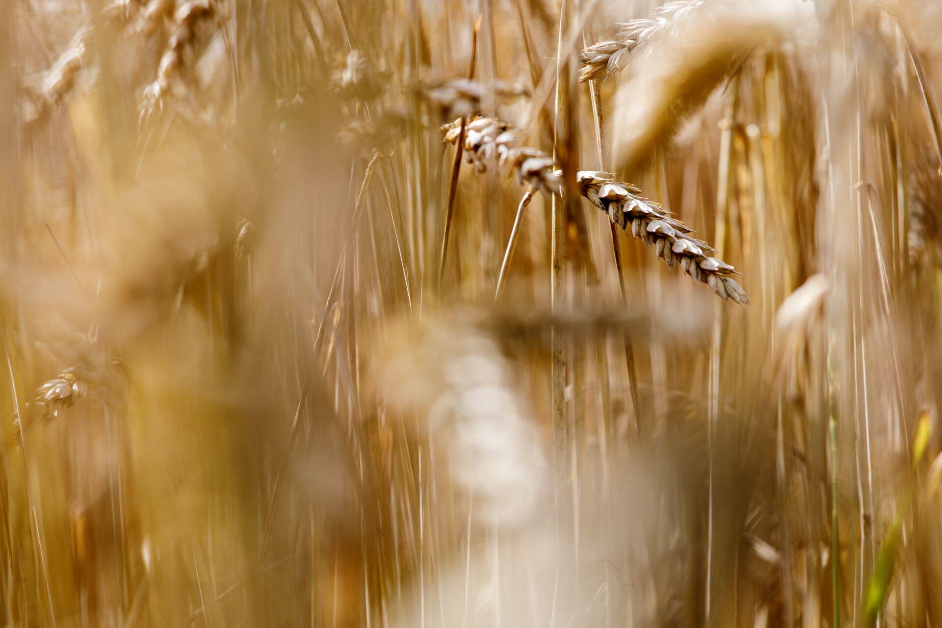 Tuntud viljafirma Oilseeds Trade lubas paar aastat tagasi, et raskused on ületatud. Nüüdseks on selge, et nii siiski ei läinud.
