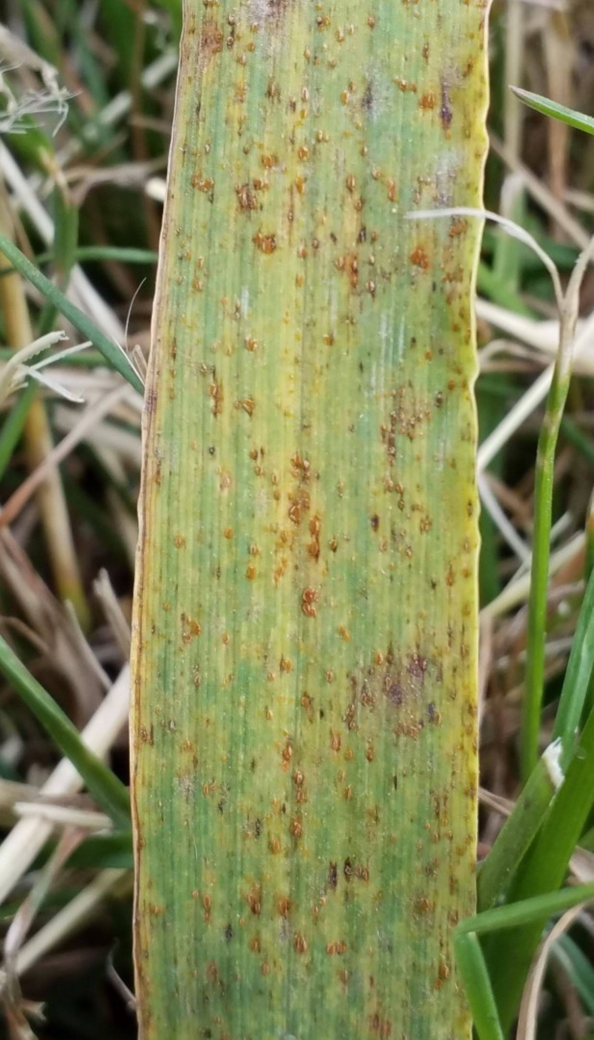 Roostepustulid odra lehel, suvi 2019.a.