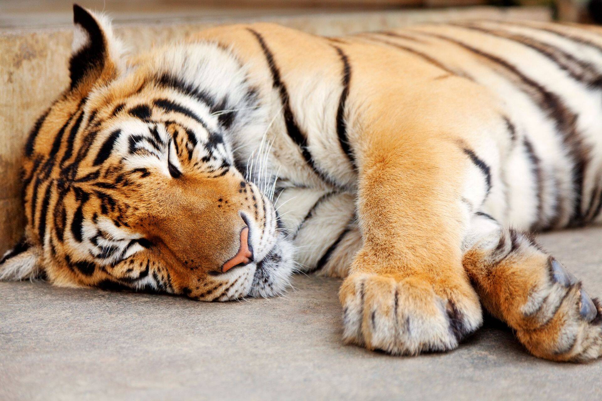 Tiiger magab