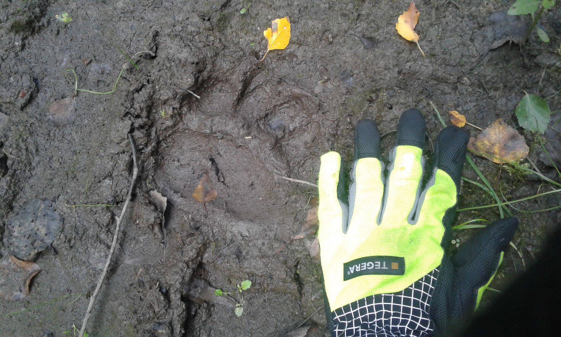 Karu looduses trehvab üliharva nägema, küll aga võib aeg-ajalt leida mõmmiku jälgi, pildil karu käpajälg Jõgevamaal RMK metsakuivendusobjektil.
