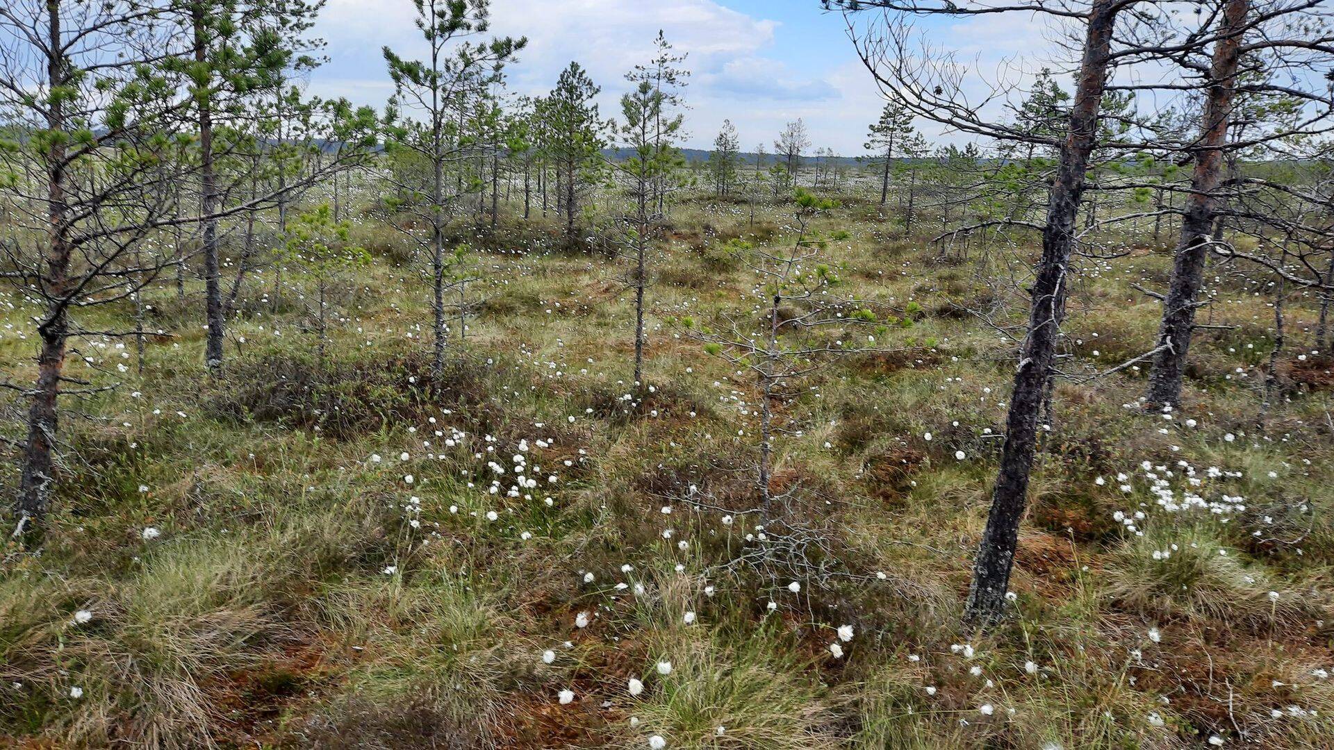 Eesti jätkab kuivendatud märgalade tervendamist.