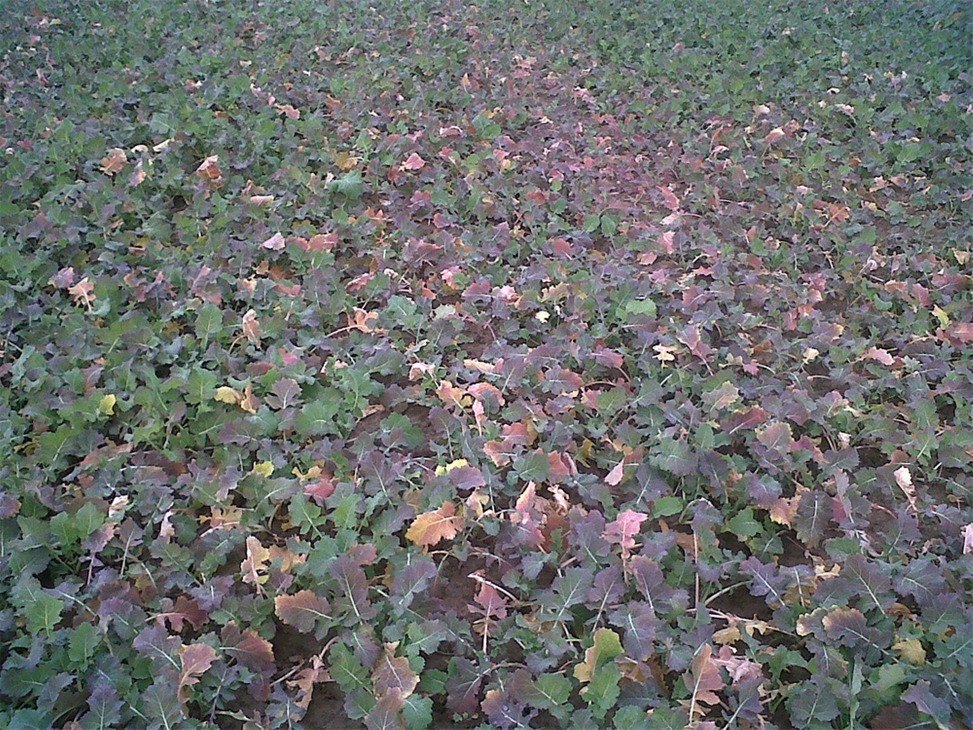 Nuutrisse nakatunud põld.