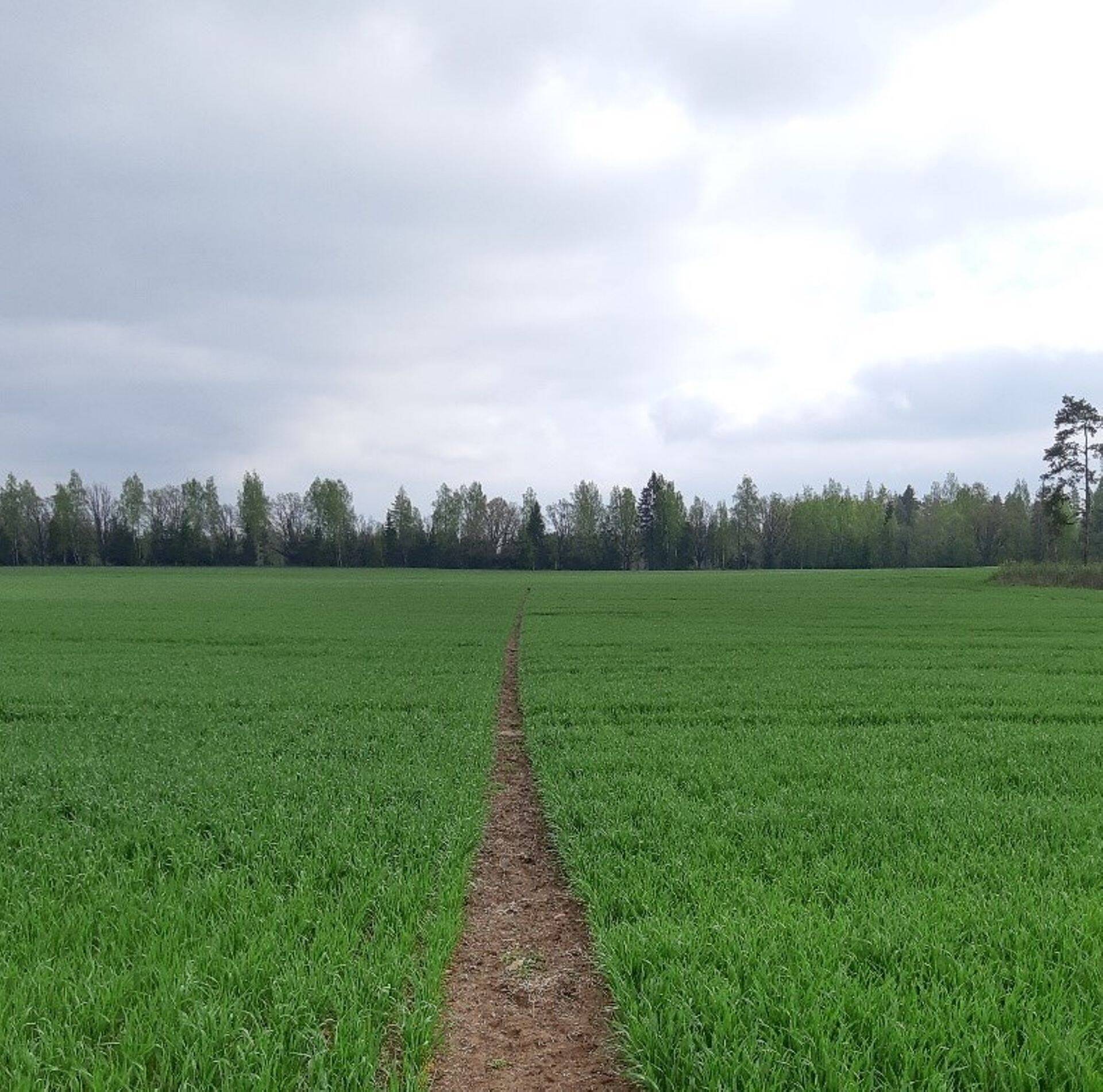 Vihmast on kõvasti abi olnud.