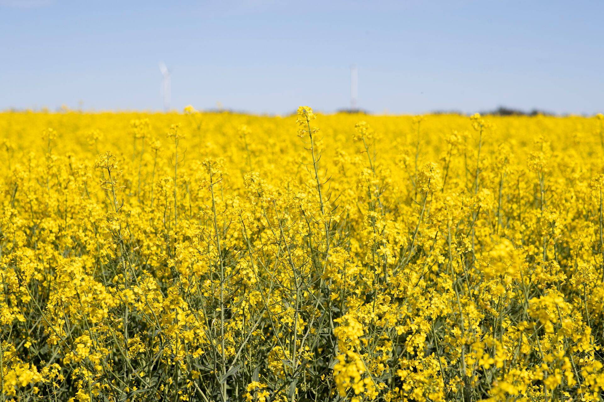 Lauksaimniecības uzņēmuma Linas Agro Group ieņēmumi iepriekšējā finanšu gadā bija942 miljoni eiro un peļņa 14,2 miljoni eiro.