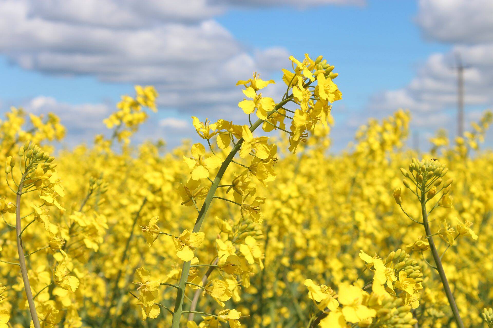 BÖRS: piimal ja rapsil parem hind