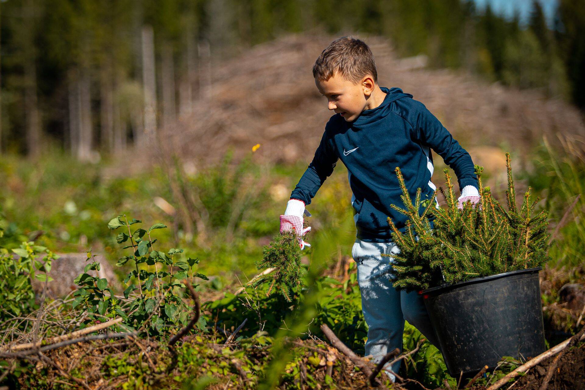 RMK sügisene avatud metsaistutuspäev.