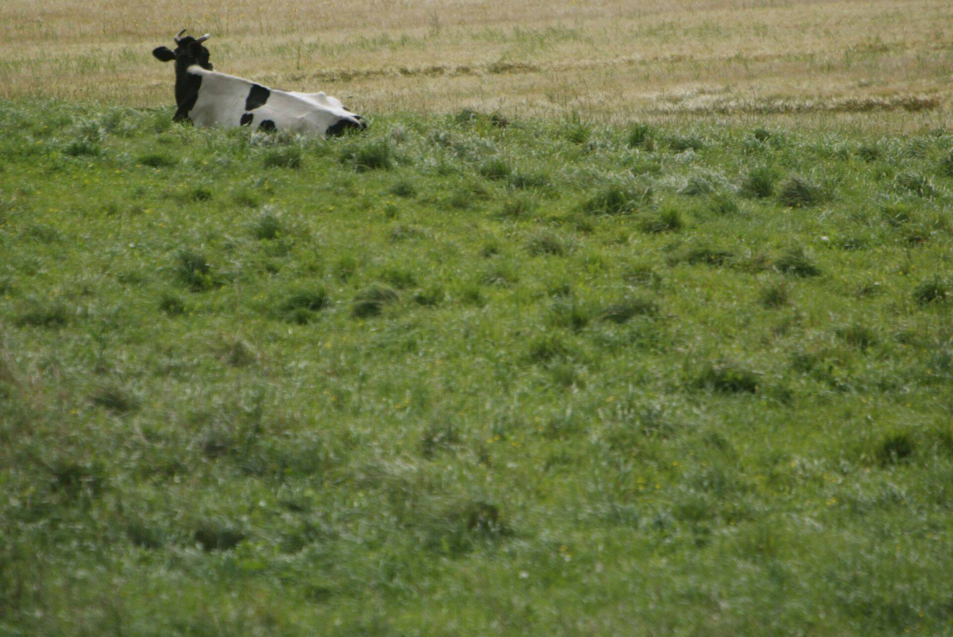 Mida teha niidetud heksliga kui loomi pole?