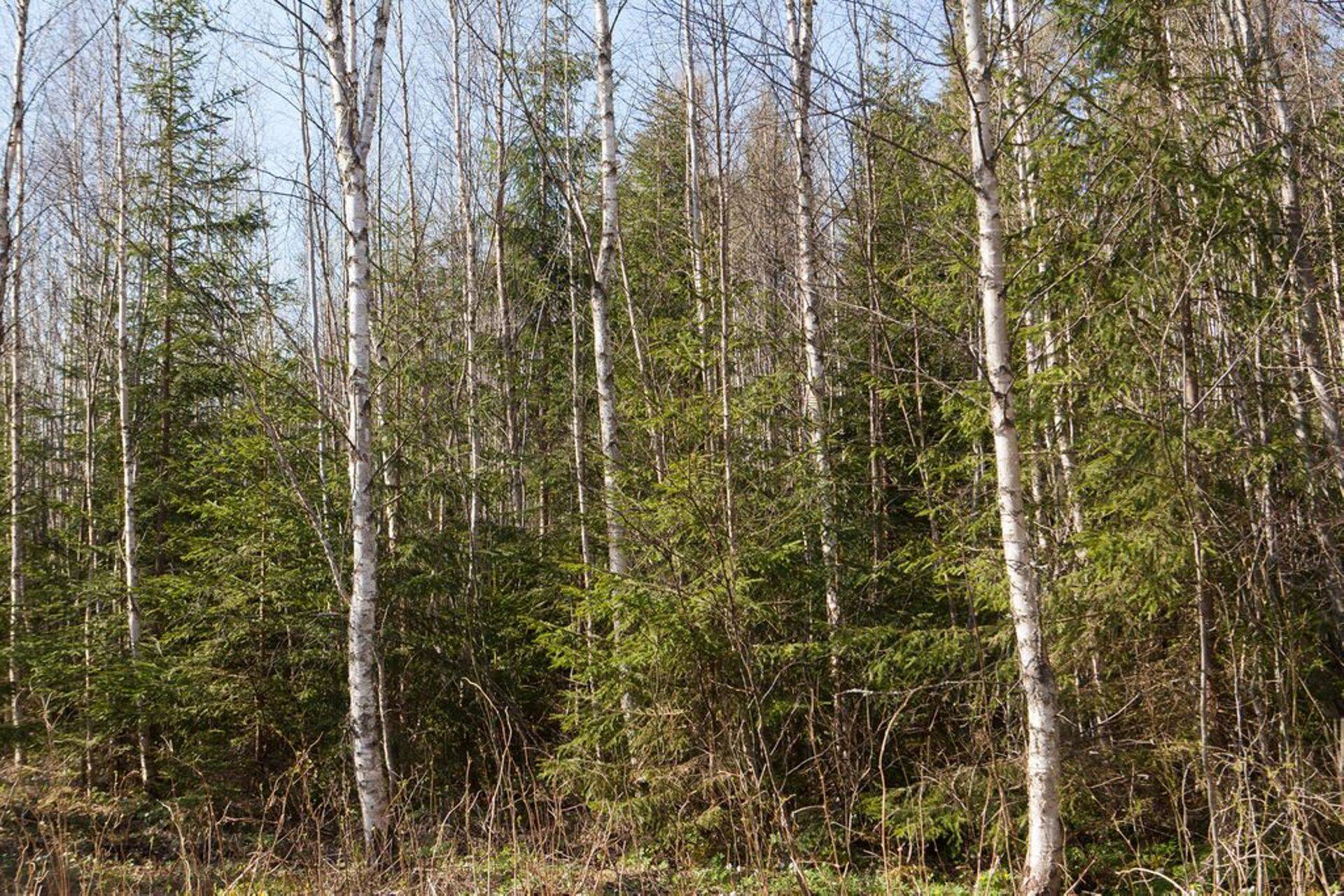 Keskkonnakomisjon toetas raierahu kehtestamist loomade sigimisperioodil