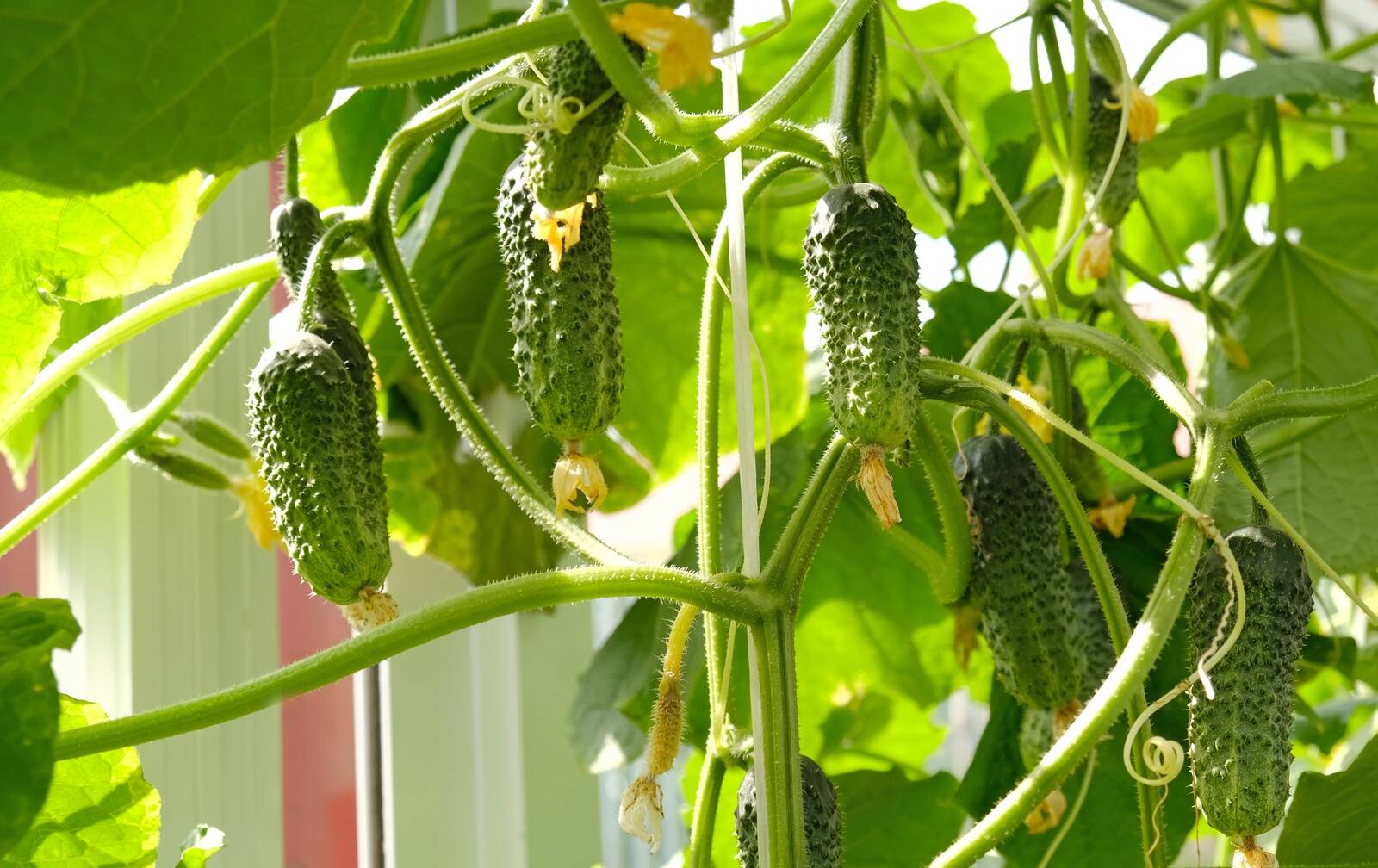 В апреле 2024 года килограмм местных длинных и коротких огурцов стоил в среднем 4,07 евро, а в текущем году – 7,31 евро.