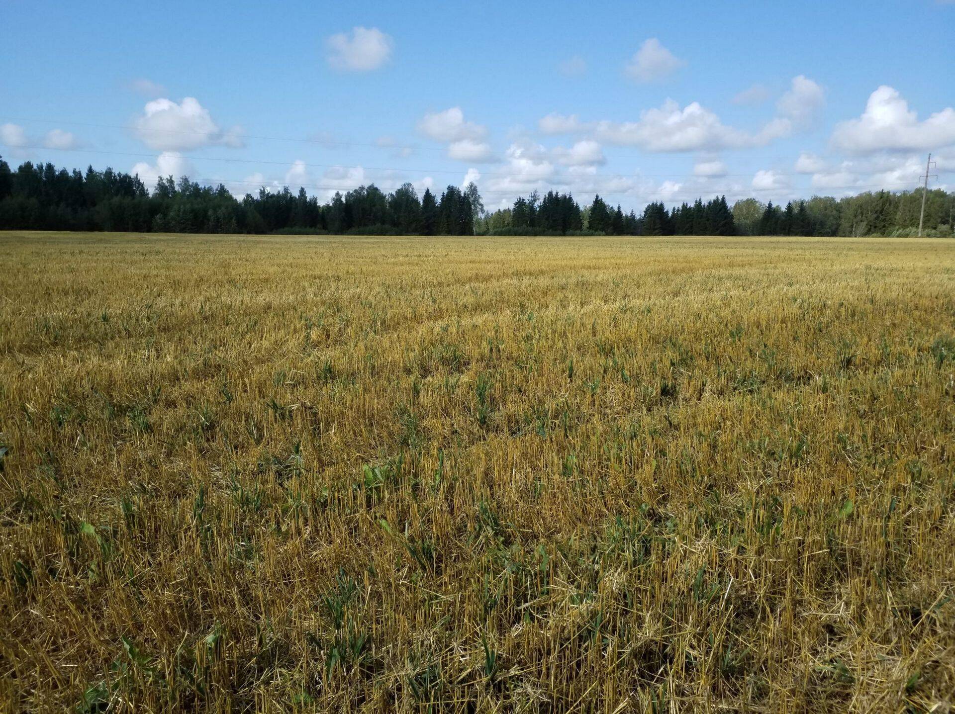 Kõrrepõllul umbrohutõrje veel tegemata, 2018.a.