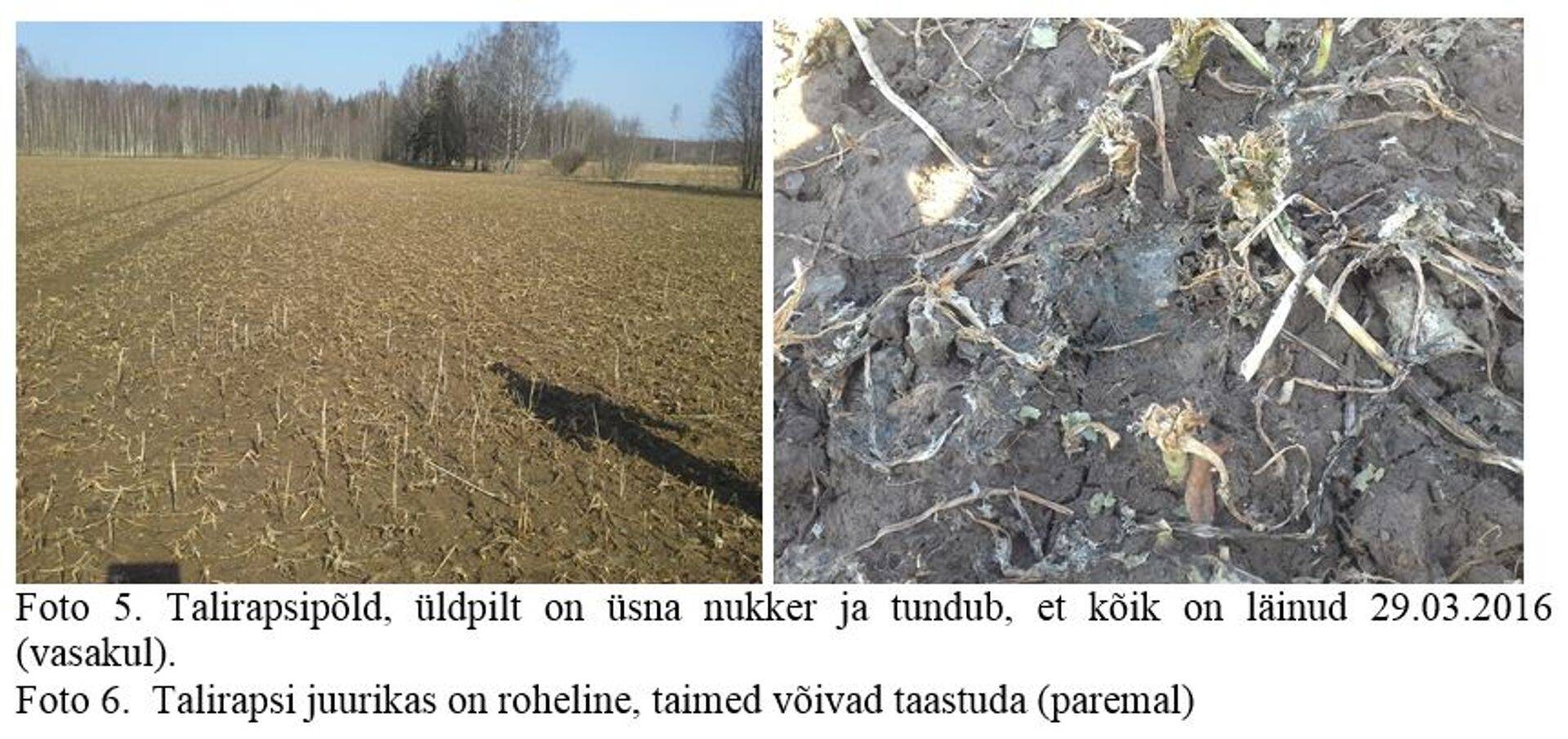 Raps on kehvalt talvitunud