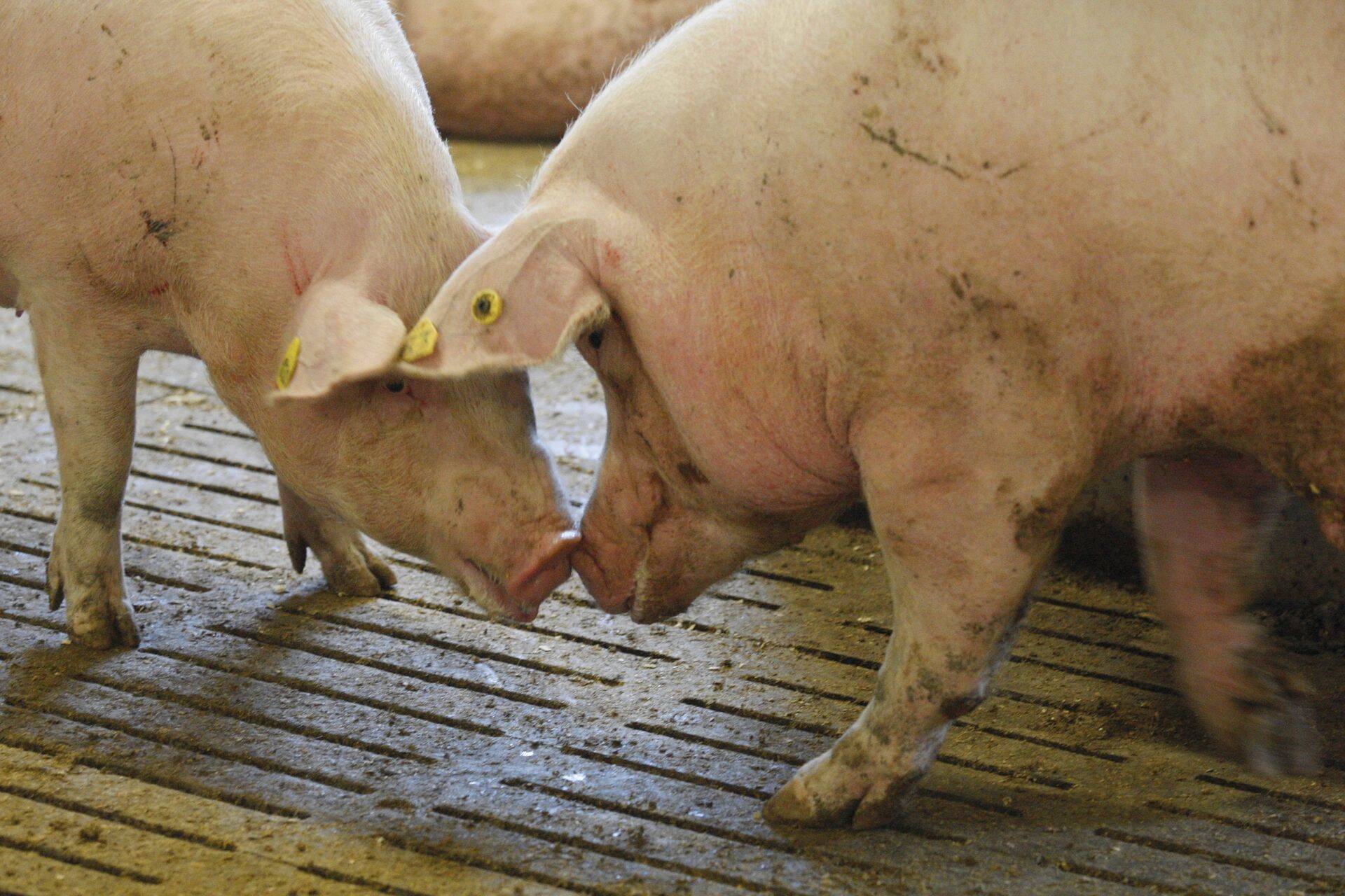 HKScan tegi ühisfirma Hiinaga