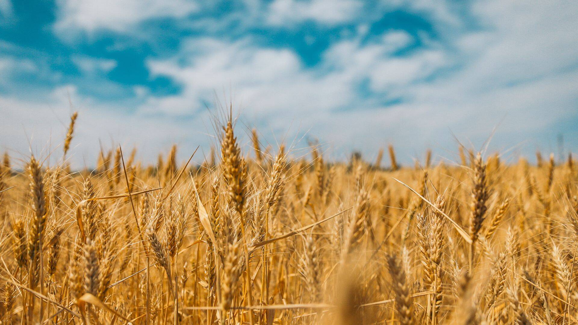 Nisupõld Ukraina Ida-osas.