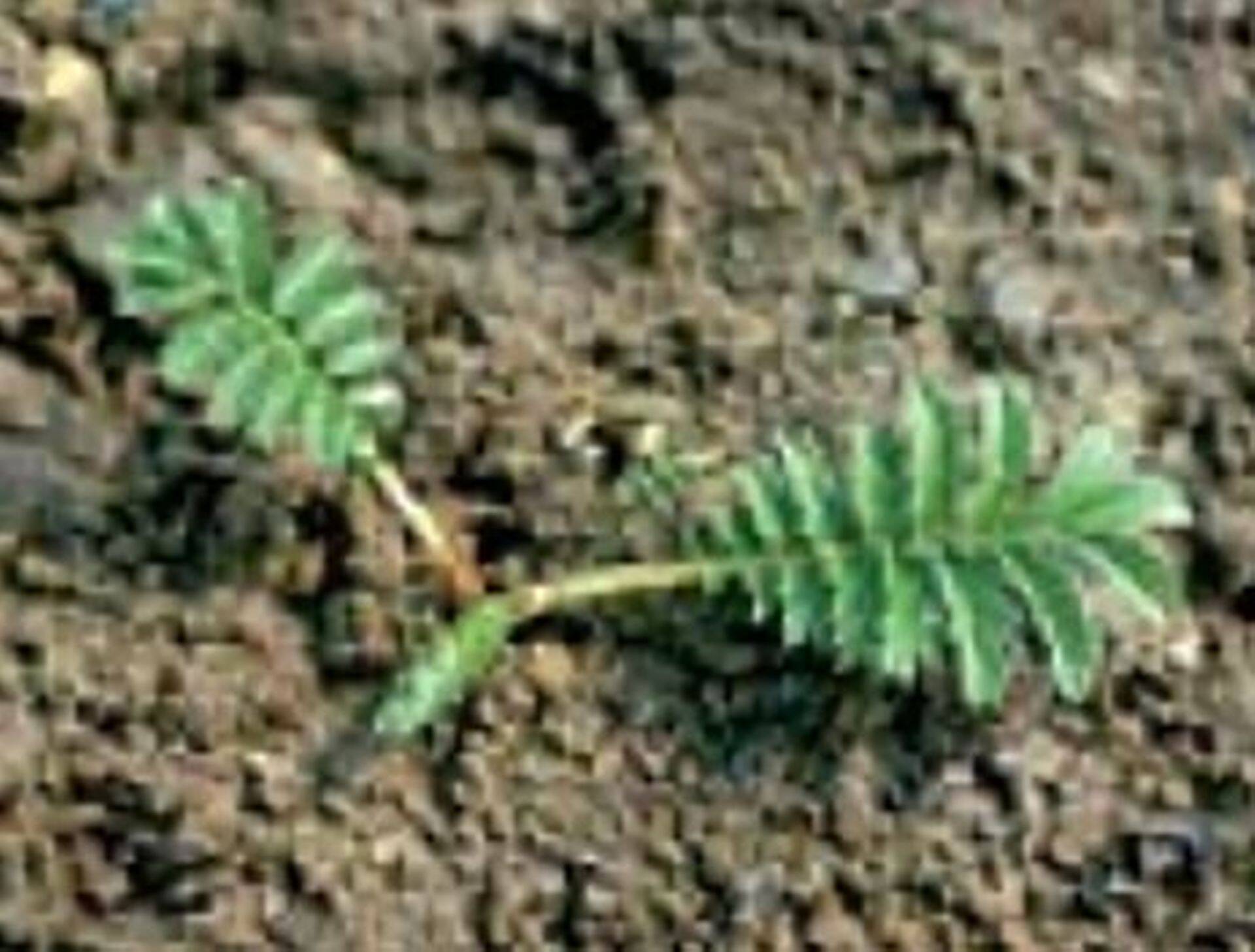 Hanijalg on tülikas umbrohit