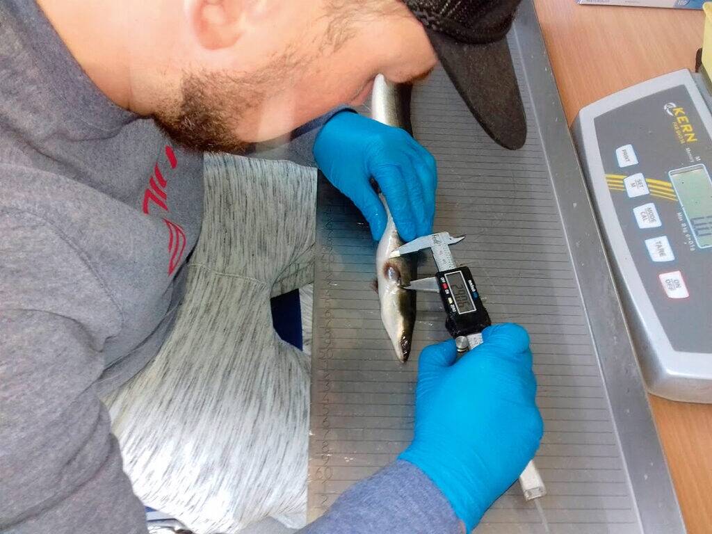 Hoolika analüüsi käigus kalad kaaluti ja neil mõõdeti lisaks pikkusele ka uimede ja silmade suurused.  Pildil on tegevuses Priit Bernotas.