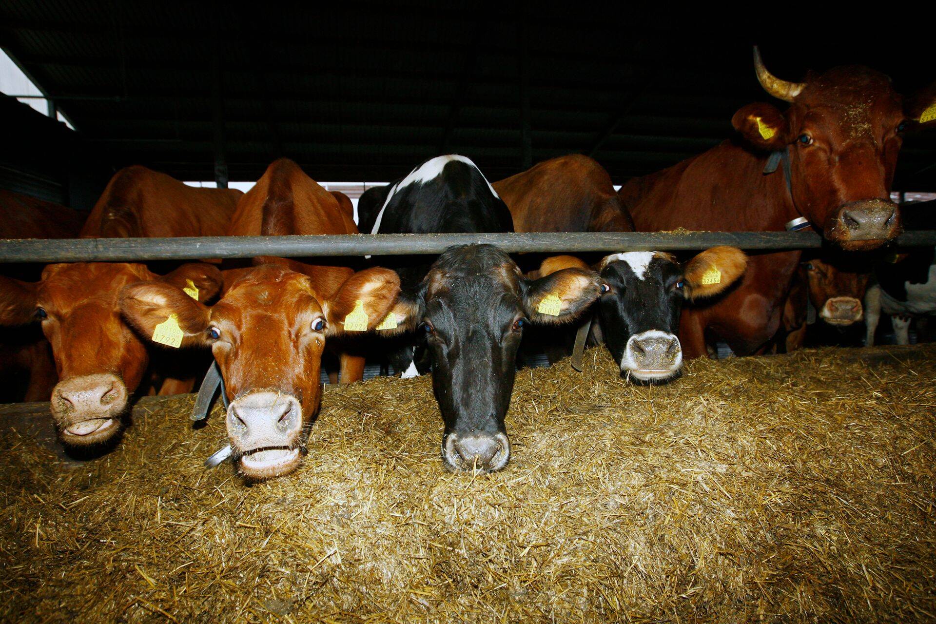 Eesti lehmade piimatoodang esmakordselt üle 10 000 kg.