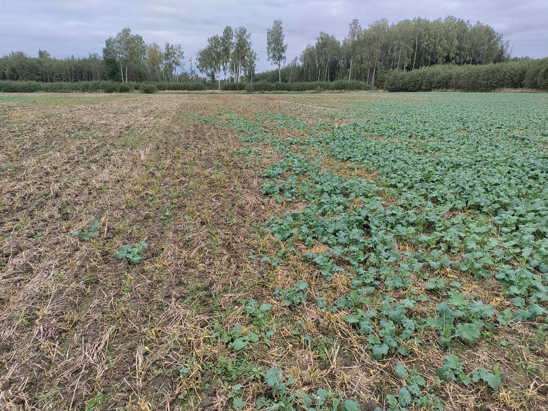 Suure osa talirapsi taimedest on nälkjad ära söönud.