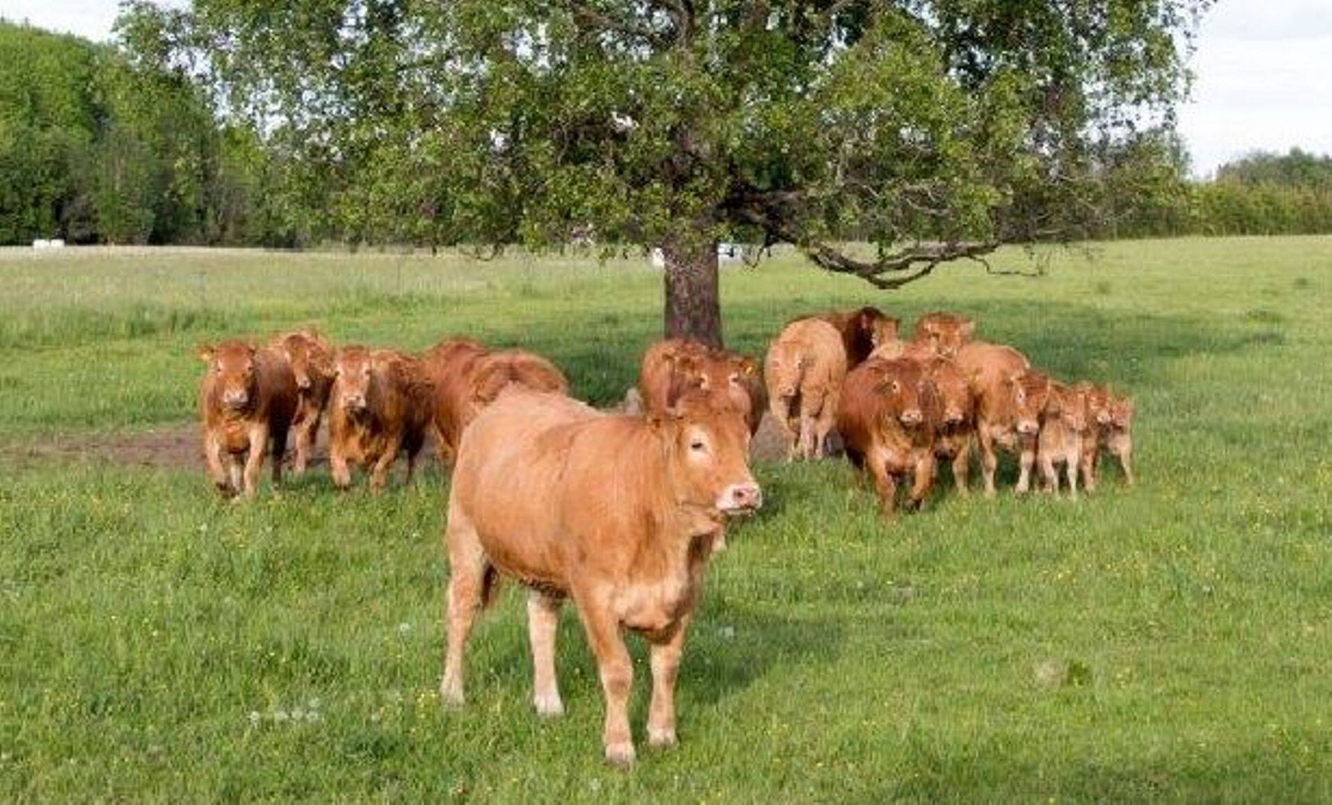 Ilmus tõuloomade eksporti tutvustav trükis.