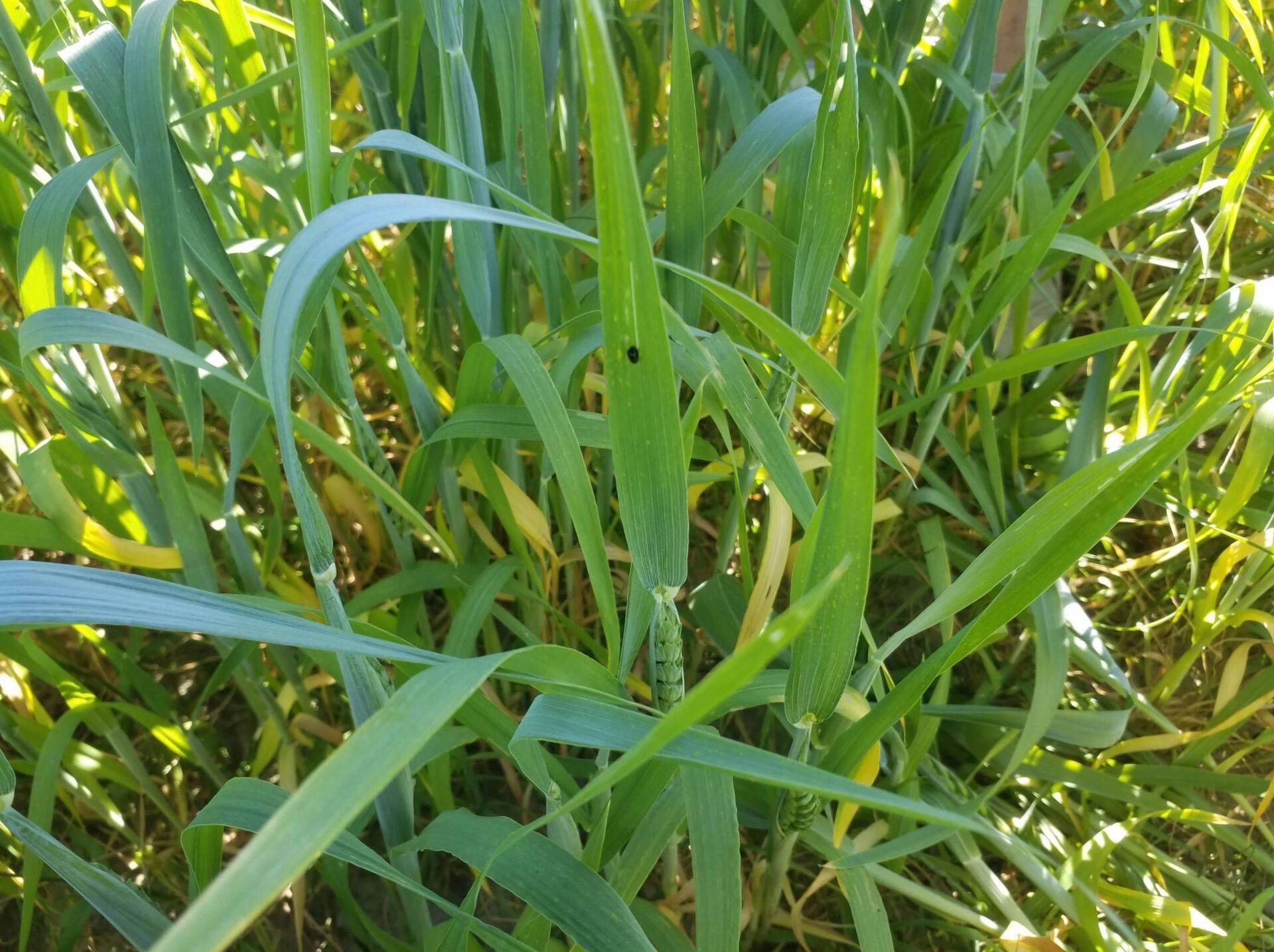 Viljakuke vastne talinisul