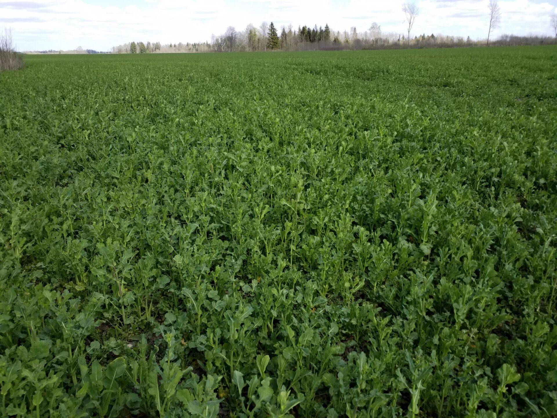 Talirüps “Legato” Järvamaal, 7. mai 2018