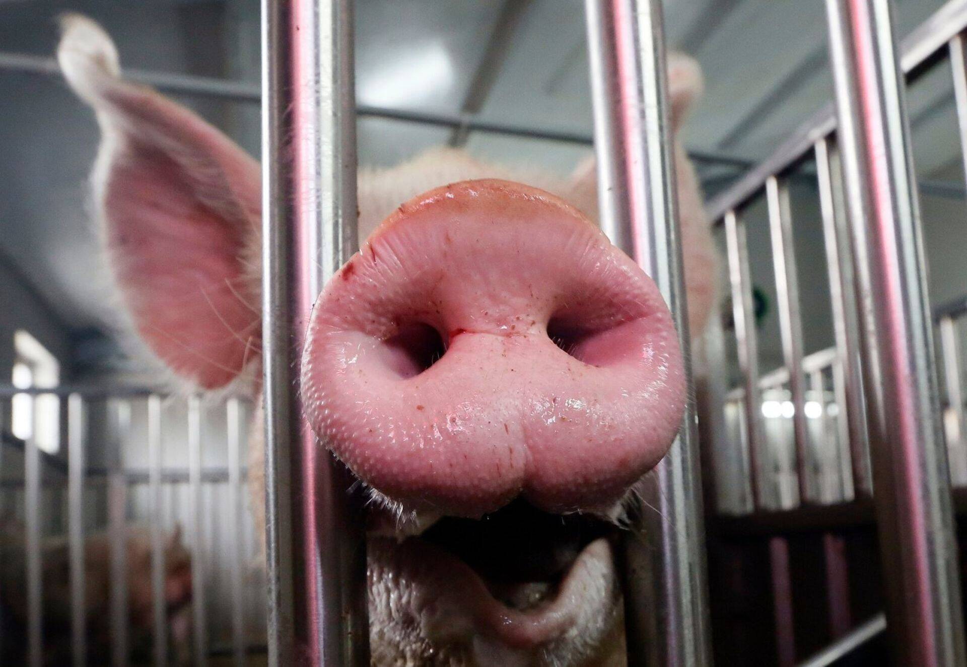 2019. aastal tõusid mitmete toodete, eriti sealiha, ekspordiväärtus.