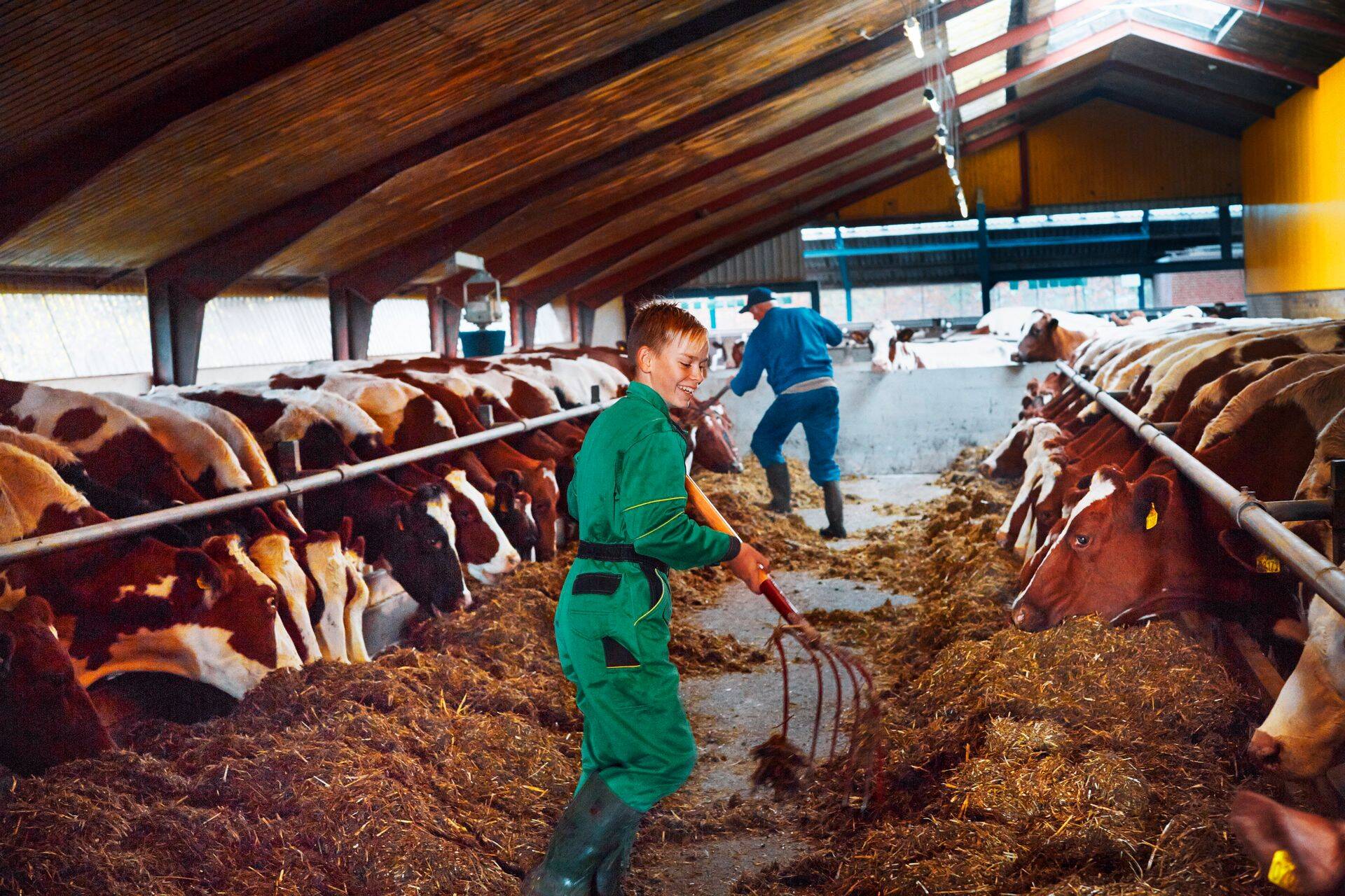 Taani piimatootjad saavad olla rahul.