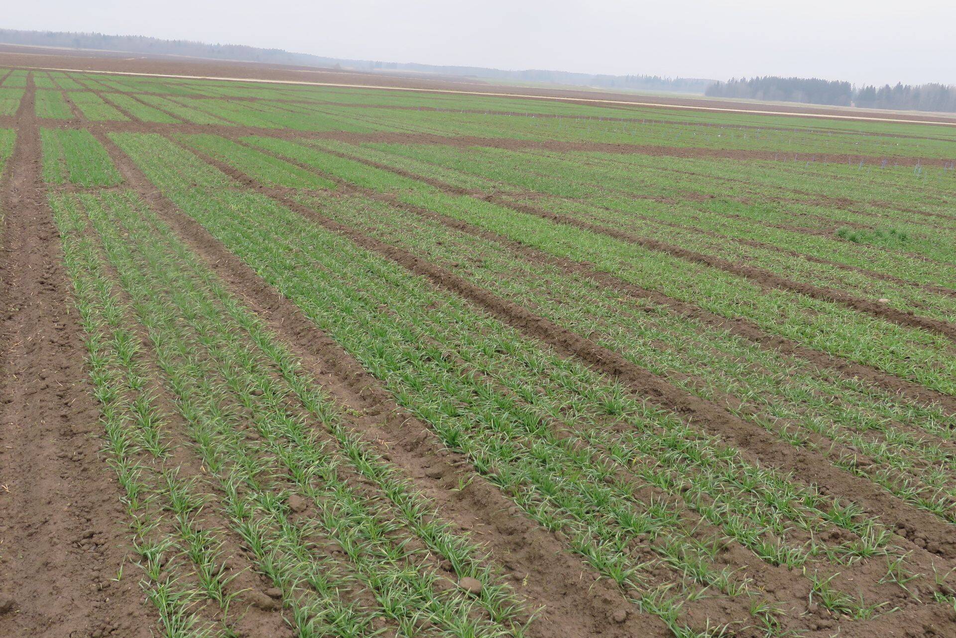 Taliviljade talvitumine Jõgeva ETKI põldudel, 7.11.2015