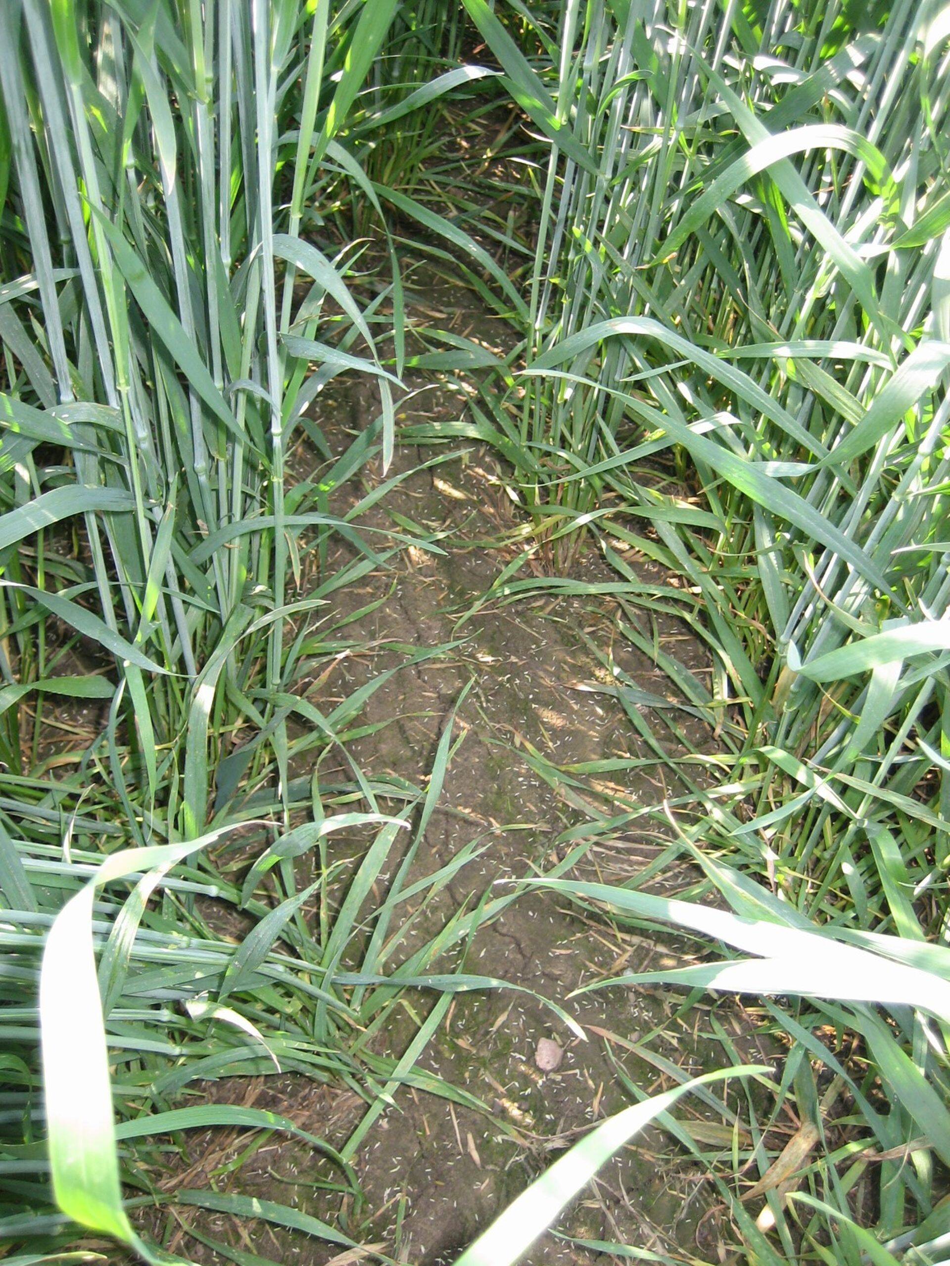 Tomboga pritsitud põld on laitmatult puhas.