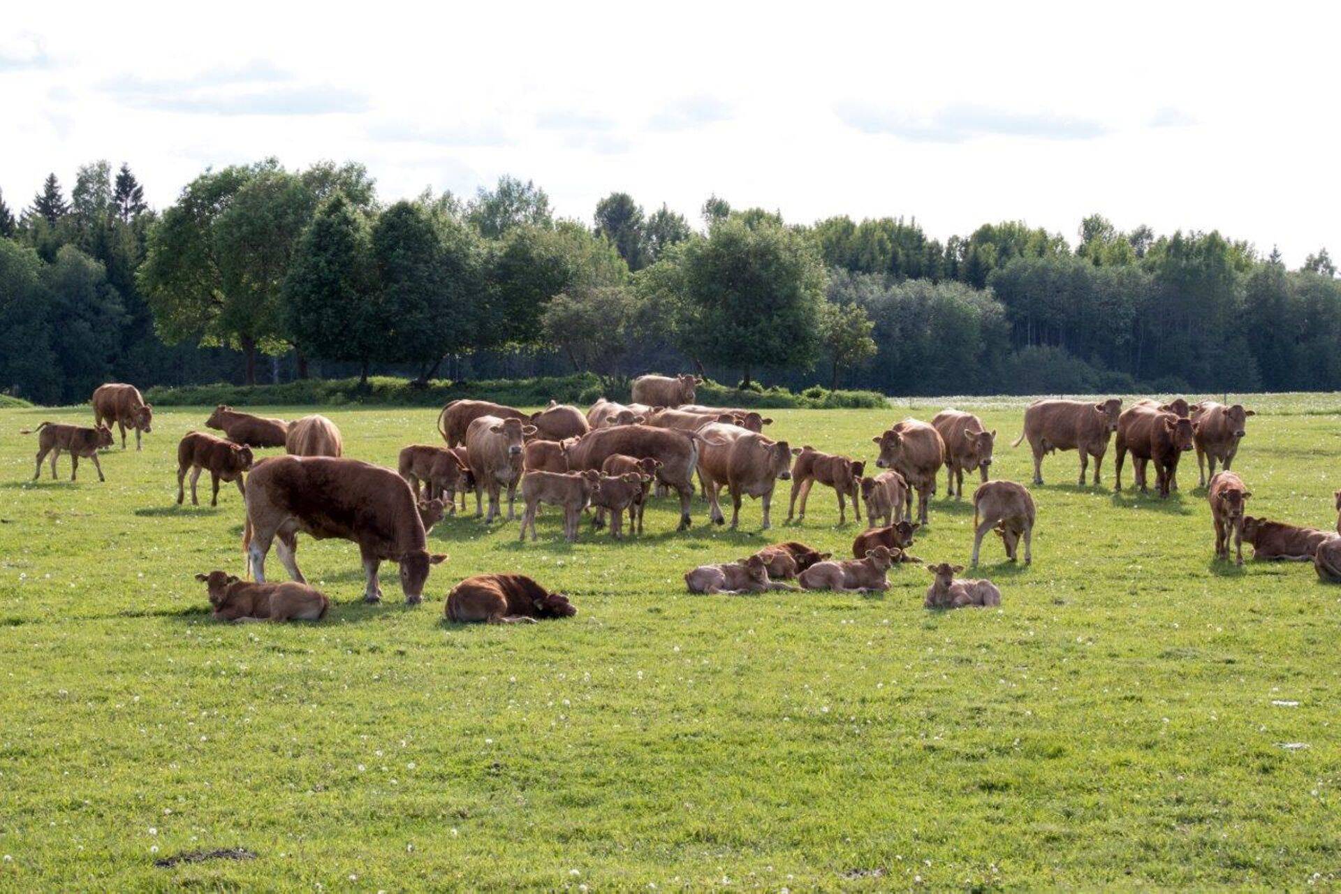 2020. aastal on võimalik taotleda 18 erinevat pindala- ja loomatoetust.