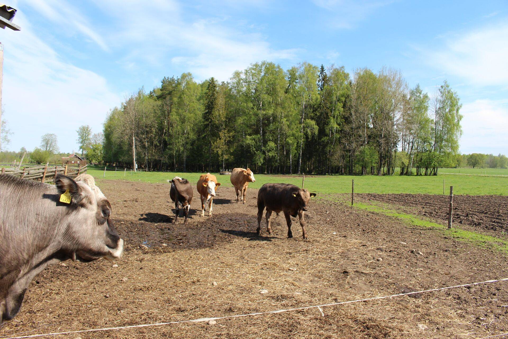 Põllumajanduslike majapidamiste hulk väheneb