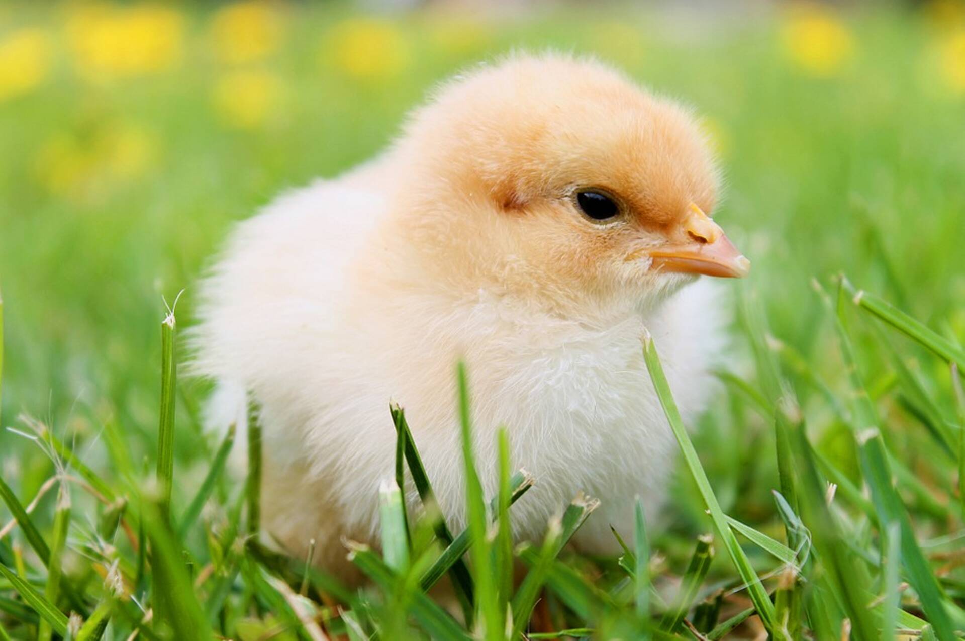 Alates 1. aprillist kehtivad kodulindude väljas pidamisele piirangud