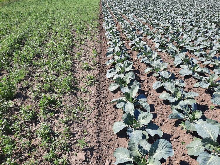 Kapsapõld on saanud umbrohuvabaks tänu Lentagranile ja vaheltharimisele.