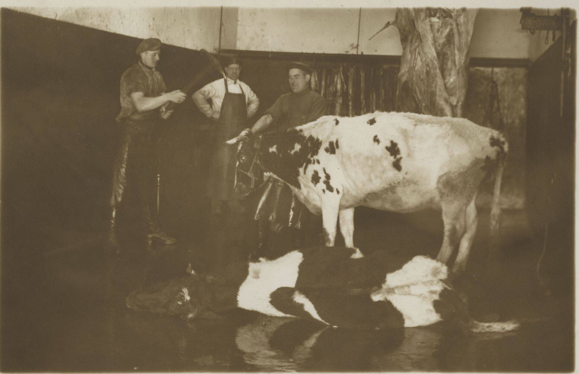 Kirkaga pähe ja asi ants. Need pullid on jõudnud ühistu "Estonia Tallinna Eksporttapamajad" veiste tapamajja. Aga aasta on õige - 1933.