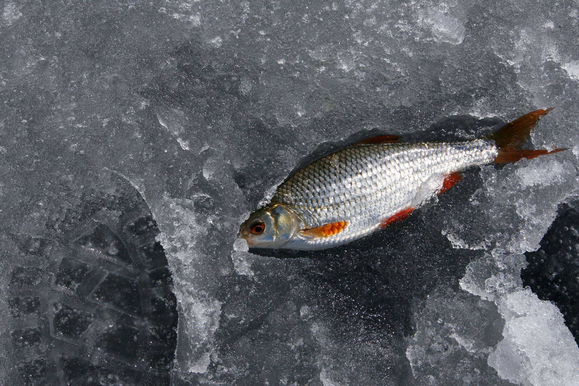 Mitme populaarsete kalaliikide varud on piirijärvedes enam kui kesised