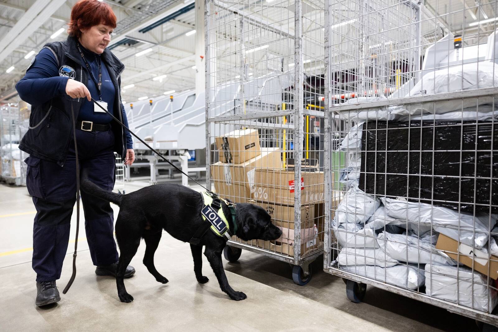 Tolliinspektor-koerajuht Bärbel Parm ja tollikoer Hans käivad pakid Omniva sorteerimiskeskuses ninaga üle.