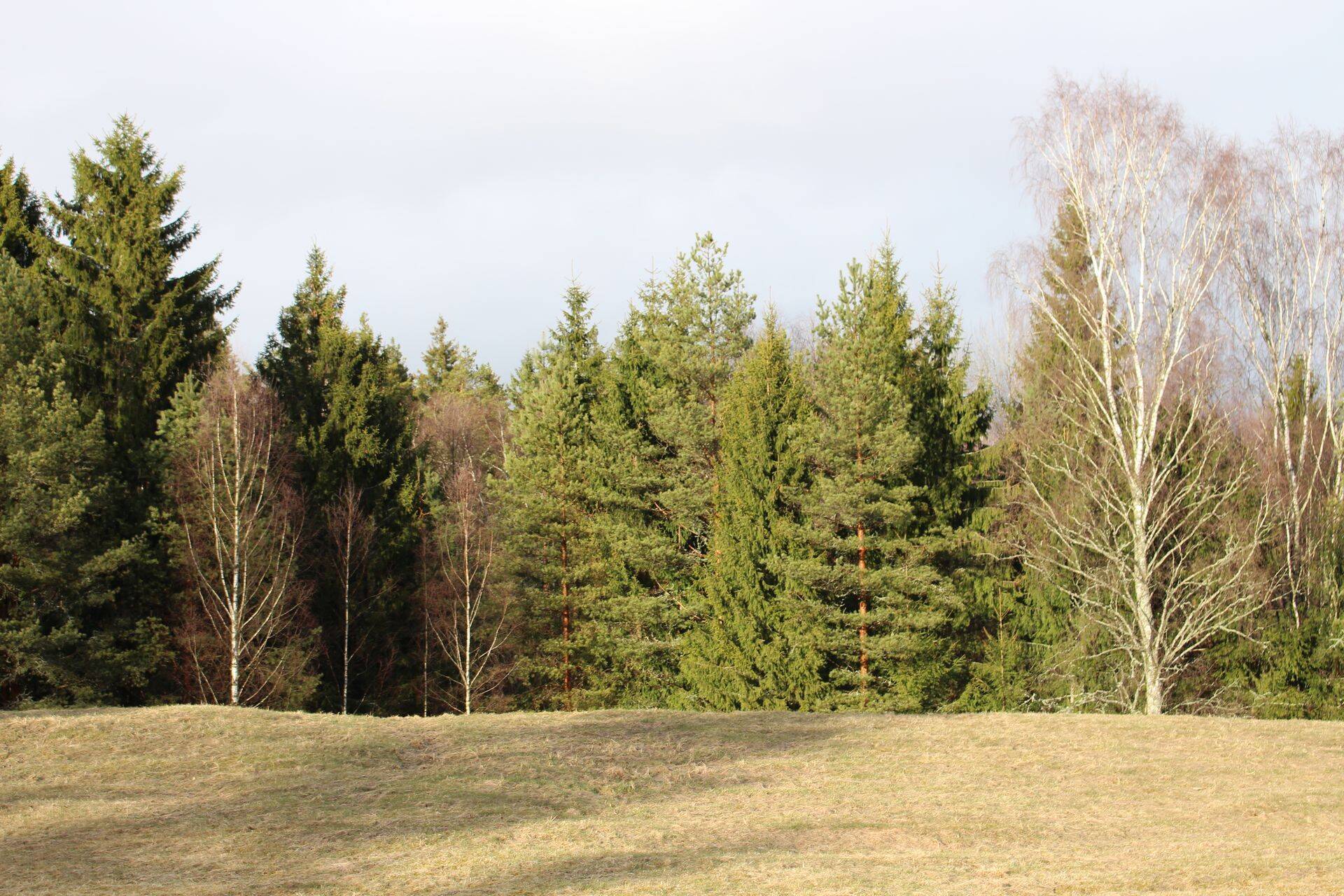 Pärnumaa Kutsehariduskeskuse Tihemetsa metsad lähevad Luua Metsanduskooli haldusesse
