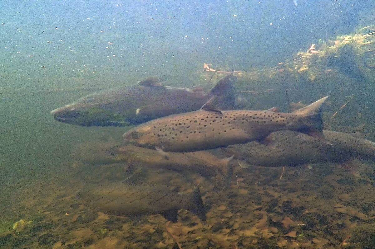 Enamikel jõgedel algas tänasest lõhe ja meriforelli kuderahu aeg