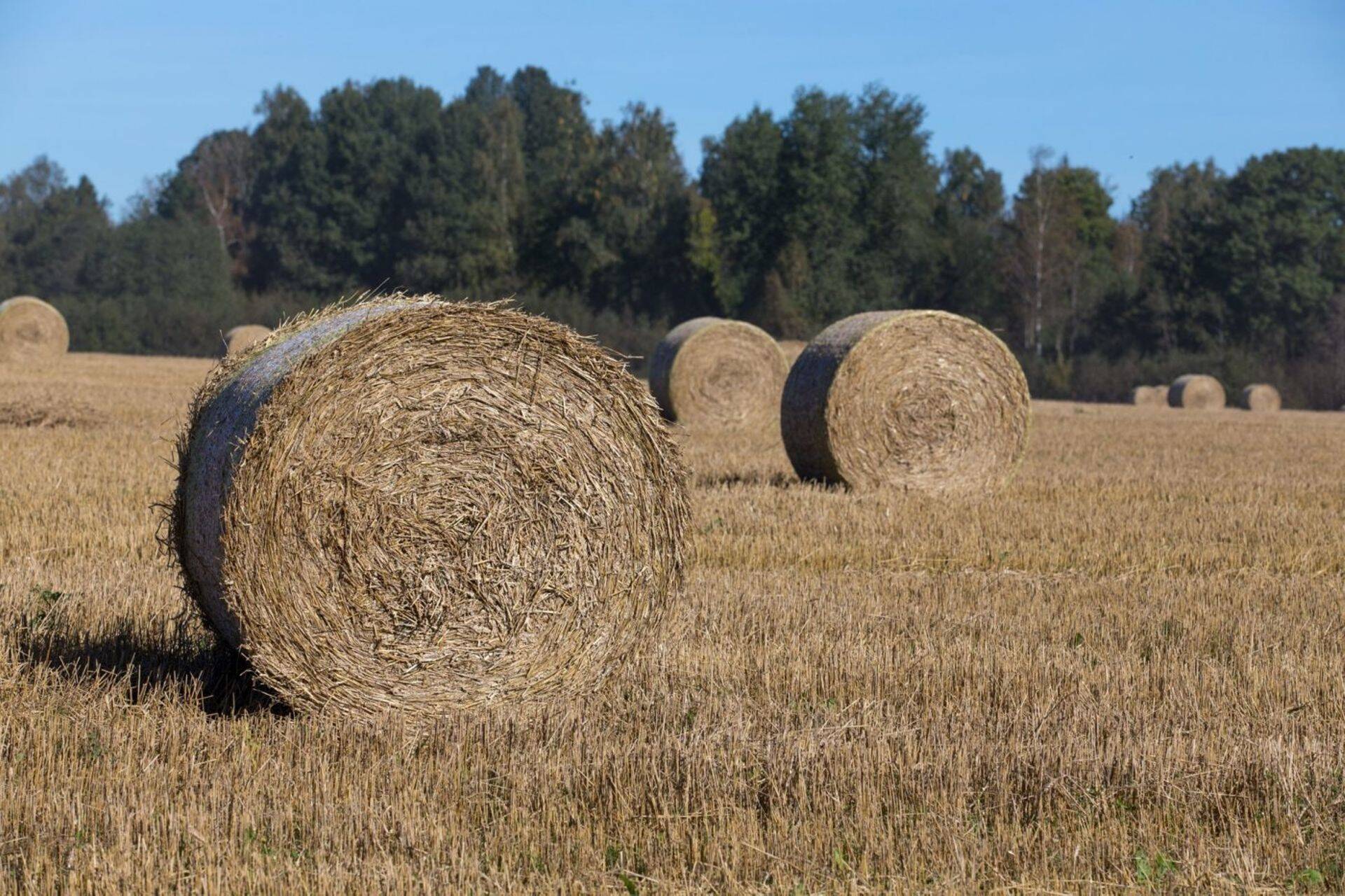 300 000 tonni põhku kulub Baltic Bioethanoli tehases aastaga.