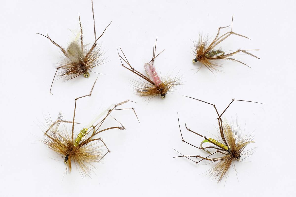 Daddy Long Legs.